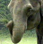 Elephant Rescue